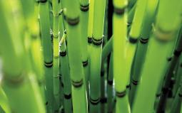 bamboo photo-4full